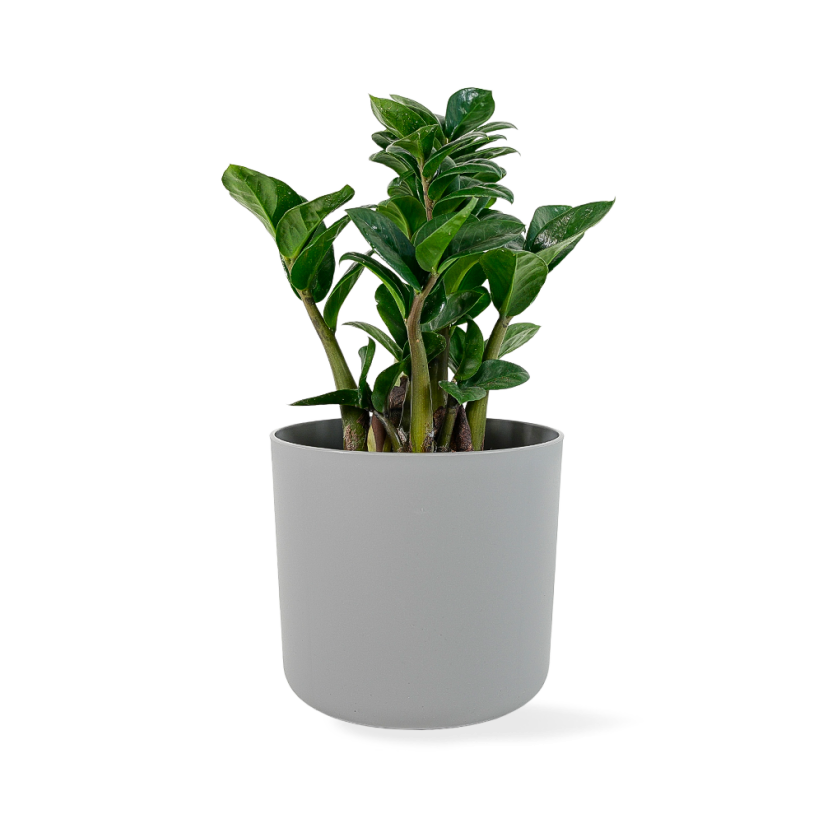 Zamioculcas 'Zenzi'