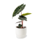 Alocasia 'Pink dragon' Ø12cm