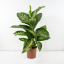 Dieffenbachia "Tropic Snow“