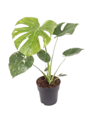 Monstera deliciosa 'Thai Constellation' Ø12cm