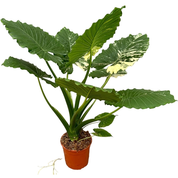 Alocasia gageana 'Variegata' Ø27cm