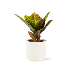 Codiaeum Petra