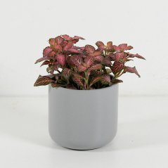 Fittonia Verschaffeltii - Tmavě růžová