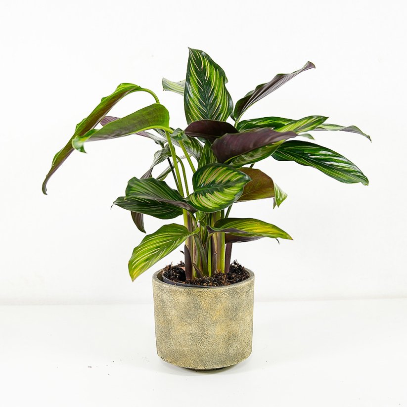 Calathea Beauty Star