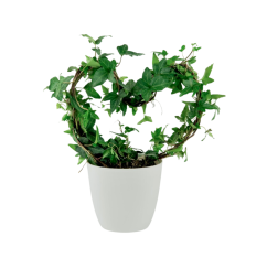 Hedera helix ve tvaru srdce Ø12cm