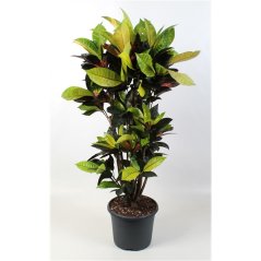 Codiaeum variegatum 'Mrs Iceton' Ø26cm