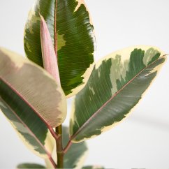Ficus elastica "Tineke"  - Ø 14 cm