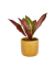 Codiaeum variegatum 'Nervia' Ø9cm