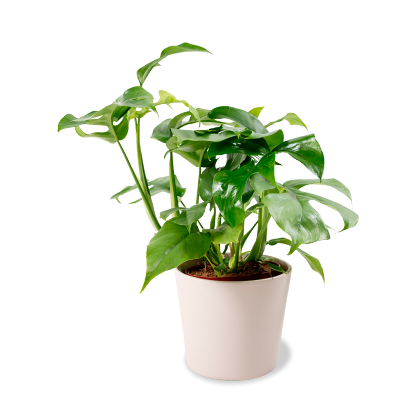 Rhaphidophora Tetrasperma Ø12cm