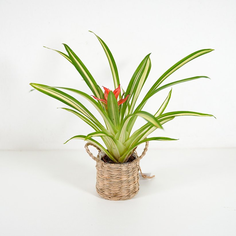 Guzmania Lingulata Variegata