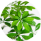 Schefflera