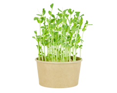 Microgreens sada - Hrách setý 15g