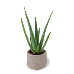 Aloe Vera - Ø 12 cm