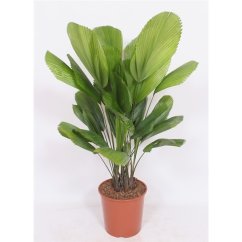 Licuala grandis Ø30cm