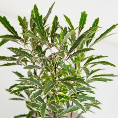 Dizygotheca Elegantissima 'Bianca' - Ø 12 cm