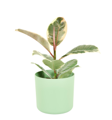 Ficus elastica 'Tineke' Ø12cm