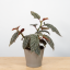 Begonia maculata „Wightii“