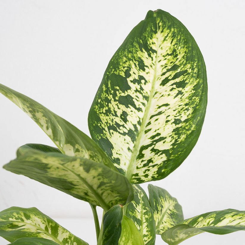 Dieffenbachia Compacta - Ø 9cm