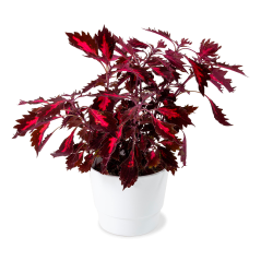 Coleus blumei  - Červená