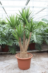 Yucca elephantipes Ø55cm