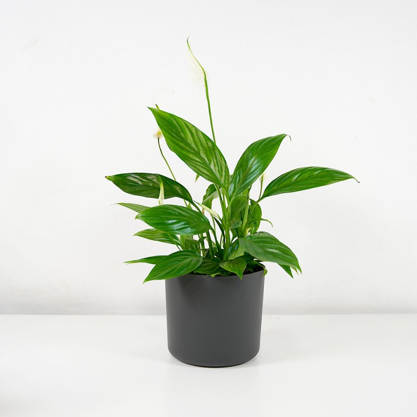 Spathiphyllum "Alana"