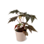 Begonia Hybrida Gryphon