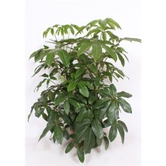 Schefflera actinophylla 'Amate' Ø40cm