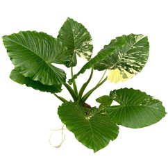 Alocasia gageana 'Variegata' Ø27cm