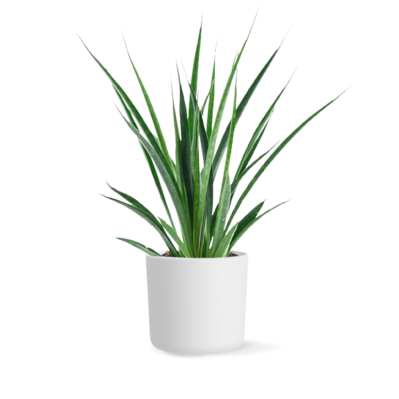 Sansevieria Kirkii