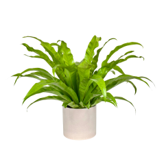 Asplenium antiquum Ø17cm