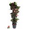 Codiaeum variegatum 'Mrs Iceton' Ø34cm