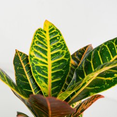 Codiaeum Petra