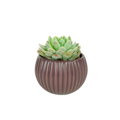 Echeveria elegans Ø5cm