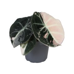 Alocasia 'Black Vevet Pink Albo Variegated' Ø6cm