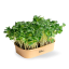 Sada pro domácí pěstování microgreens Ředkev Daikon