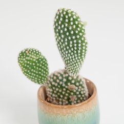 Opuntia microdasys - Ø 6 cm