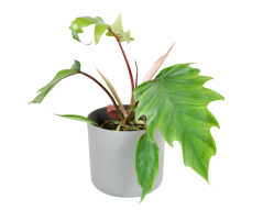 Philodendron 'Mayoi' Ø15cm