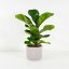 Ficus lyrata 'Bambino' Ø12cm