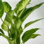 Dieffenbachia 'Camilla' Ø12cm