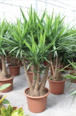 Yucca elephantipes Ø55cm