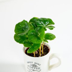 Coffea arabica - Ø 7 cm