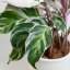 Calathea 'White fusion' Ø17cm