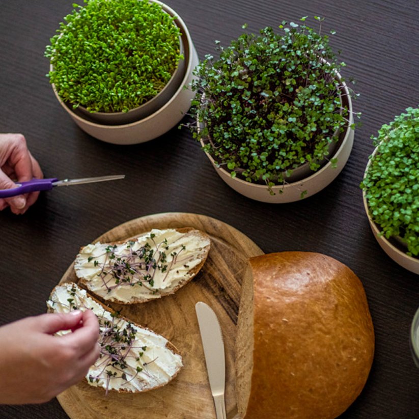 Klíčící miska Plastia microgreens