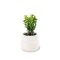 Buxus sempervirens Ø9cm