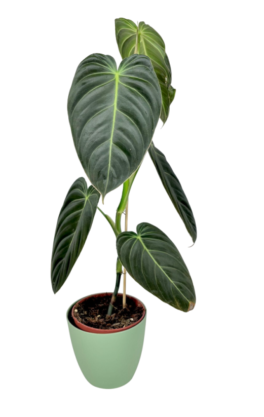 Philodendron 'Melanochrysum' Ø12cm