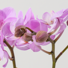 Phalaenopsis Aeridinae