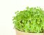 Microgreens sada - Roketa setá 4g