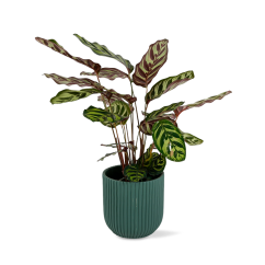 Calathea Makoyana