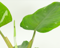 Philodendron 'White princess' Ø12cm