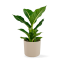 Dieffenbachia Green Magic - Ø 12cm